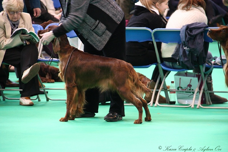 Crufts2011 319.jpg